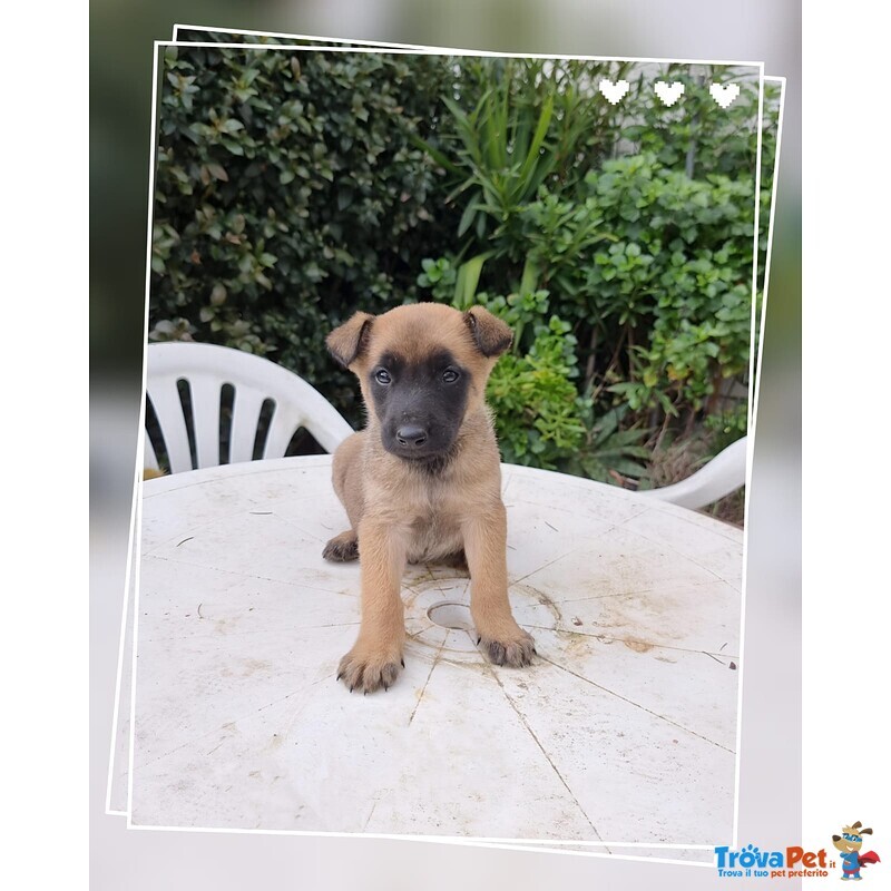 Allevamento Pastore Belga Malinois Puglia Campania Calabria - Foto n. 1