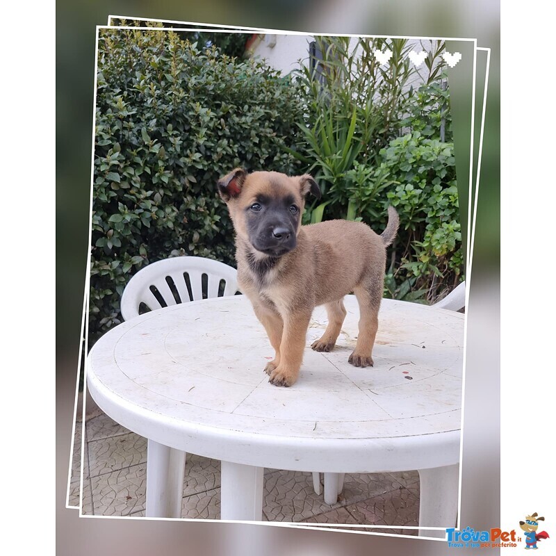 Allevamento Pastore Belga Malinois Puglia Campania Calabria - Foto n. 2
