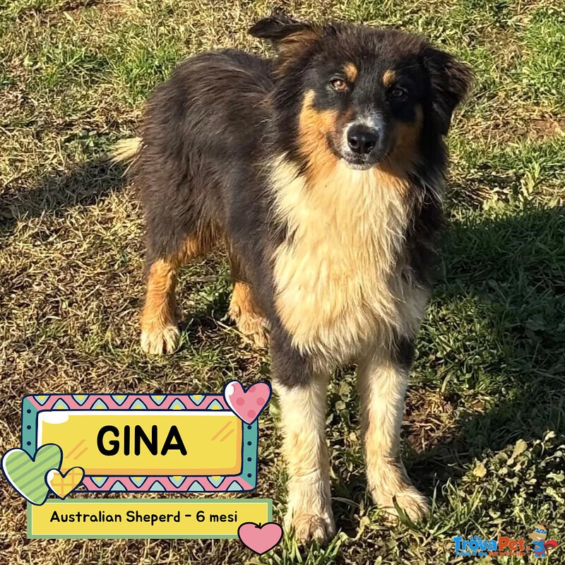Gina Australian Sheperd Cerca casa - Dolce Cucciola 6 Mesi - Foto n. 1