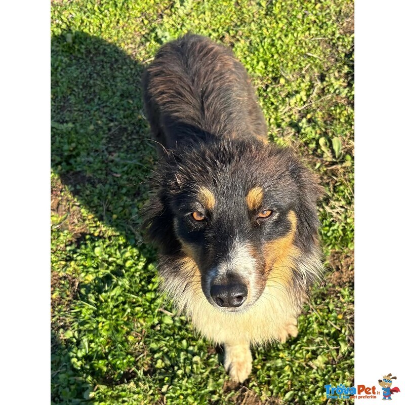 Gina Australian Sheperd Cerca casa - Dolce Cucciola 6 Mesi - Foto n. 2