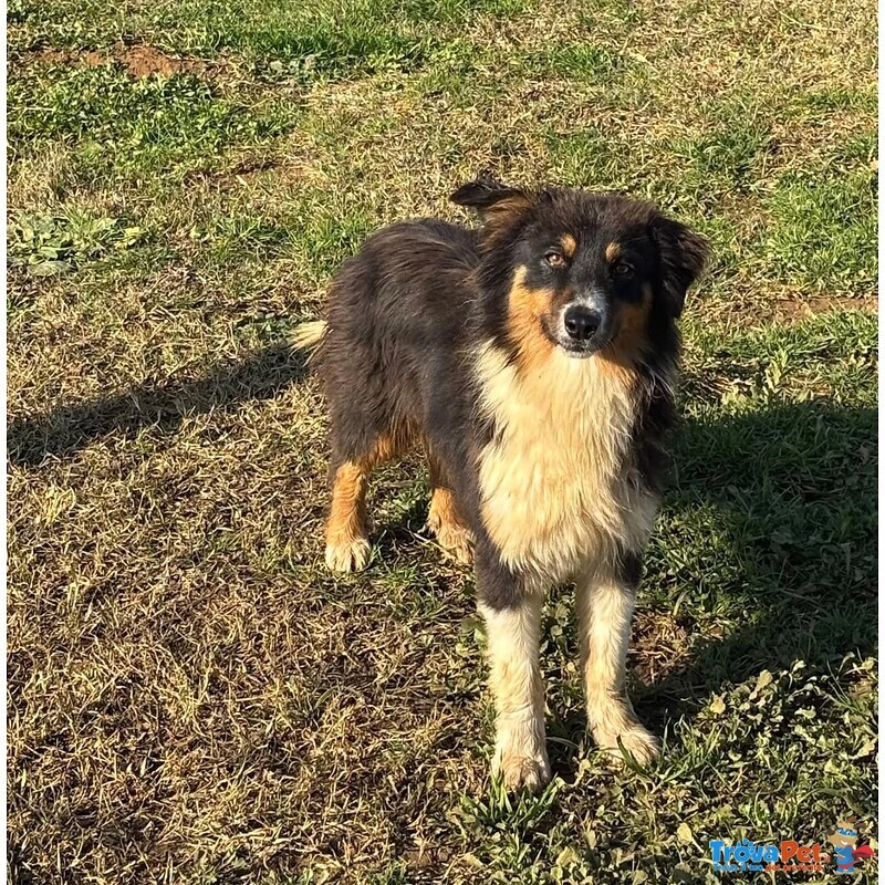 Gina Australian Sheperd Cerca casa - Dolce Cucciola 6 Mesi - Foto n. 3