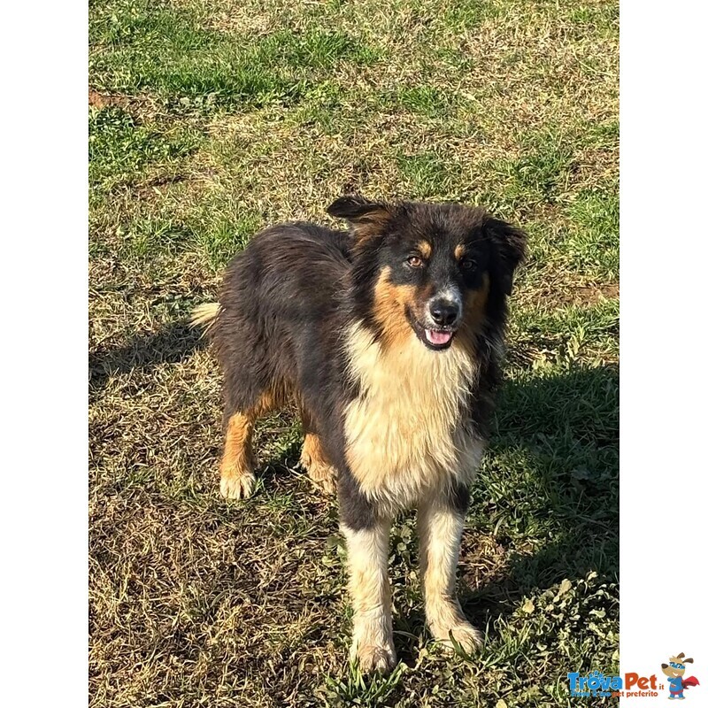 Gina Australian Sheperd Cerca casa - Dolce Cucciola 6 Mesi - Foto n. 4