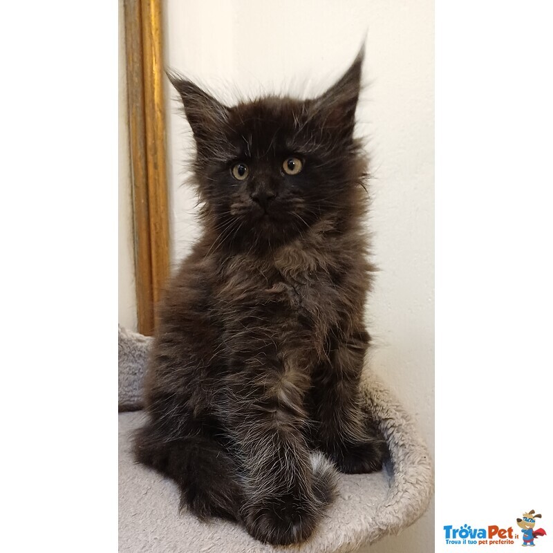 Cuccioli di Maine coon Linea Russa - Foto n. 2
