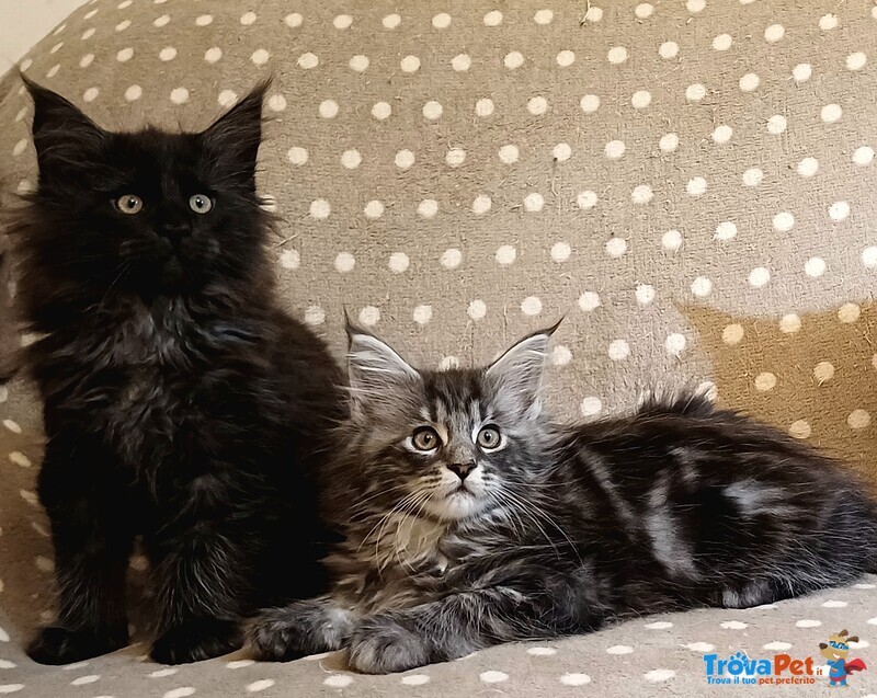 Cuccioli di Maine coon Linea Russa - Foto n. 3