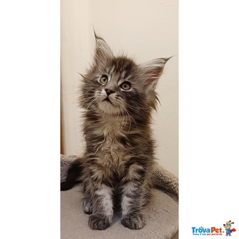 Cuccioli di Maine coon Linea Russa - Foto n. 5