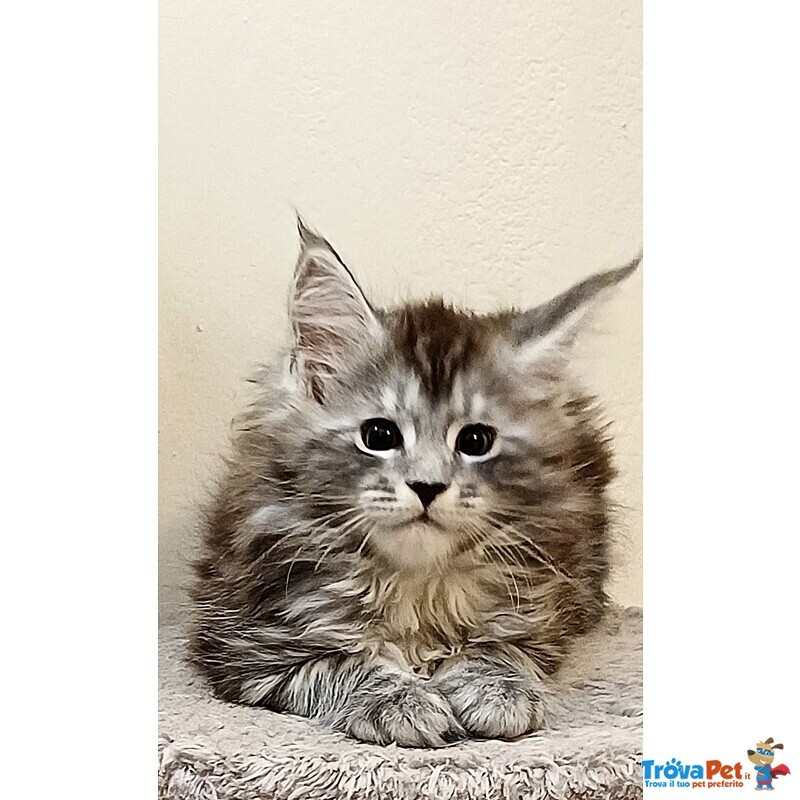 Cuccioli di Maine coon Linea Russa - Foto n. 6