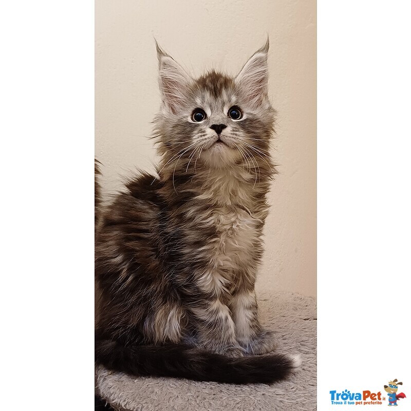 Cuccioli di Maine coon Linea Russa - Foto n. 7