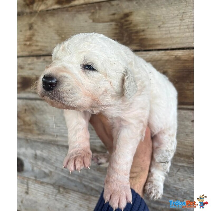 Ketty Dolce Cucciola Cerca casa - Futura Taglia Media - Foto n. 2