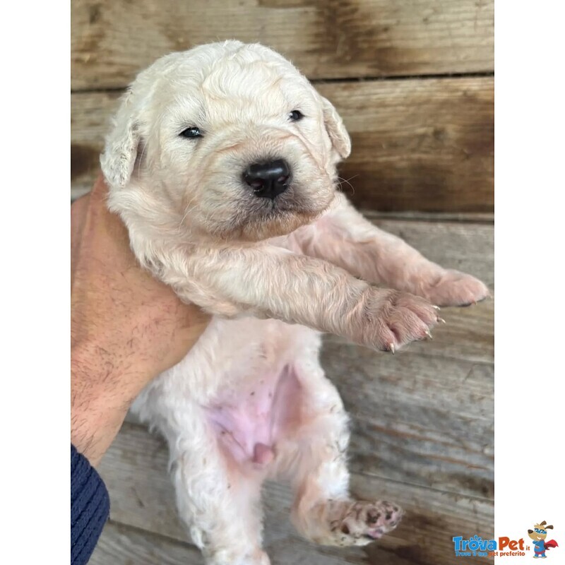 Ketty Dolce Cucciola Cerca casa - Futura Taglia Media - Foto n. 4