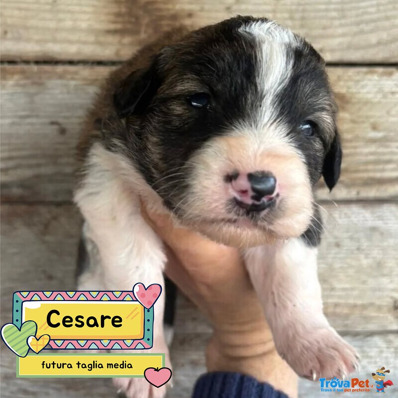Cesare Dolce Cucciolo Futura Taglia Media Cerca casa - in Adozione - Foto n. 1