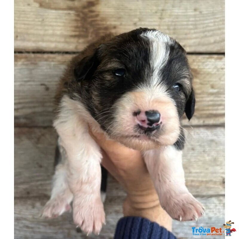 Cesare Dolce Cucciolo Futura Taglia Media Cerca casa - in Adozione - Foto n. 2