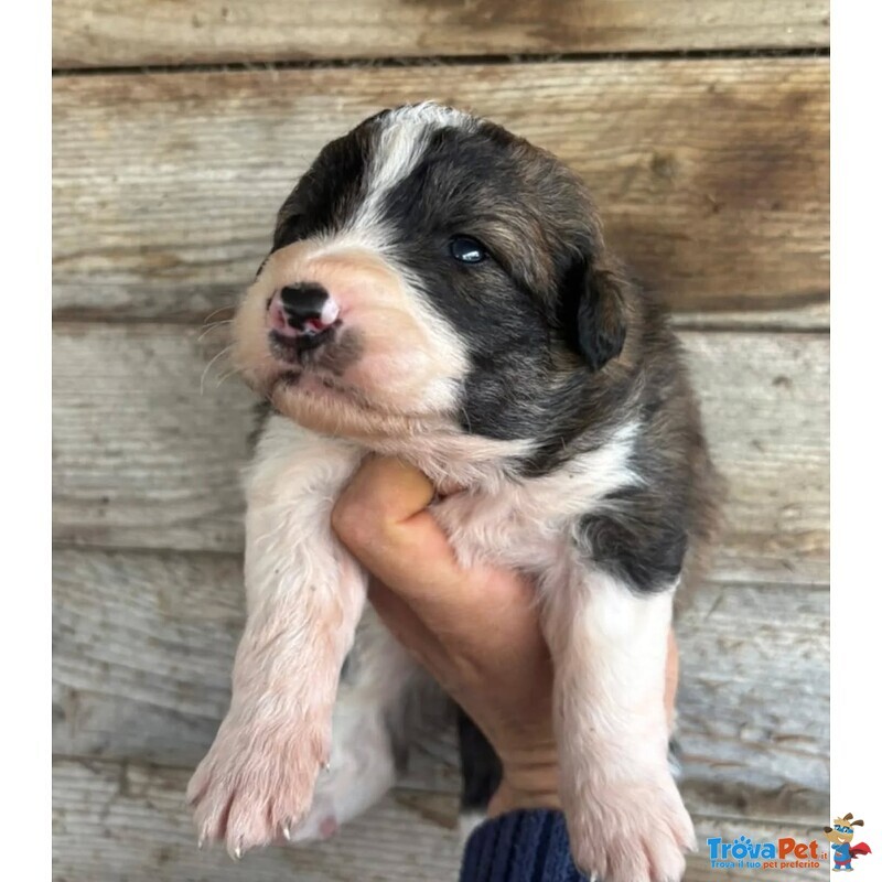 Cesare Dolce Cucciolo Futura Taglia Media Cerca casa - in Adozione - Foto n. 3