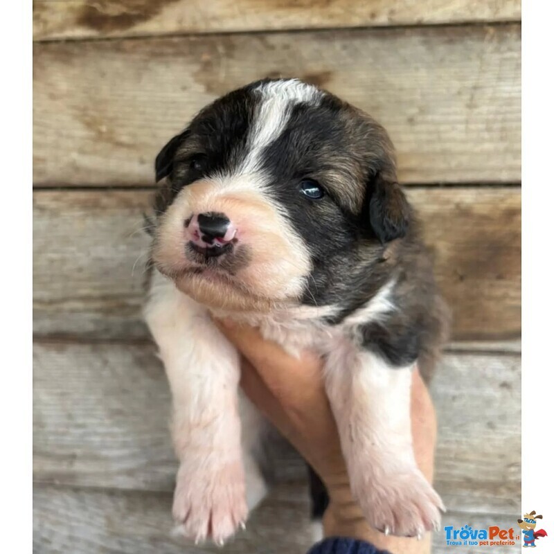 Cesare Dolce Cucciolo Futura Taglia Media Cerca casa - in Adozione - Foto n. 4