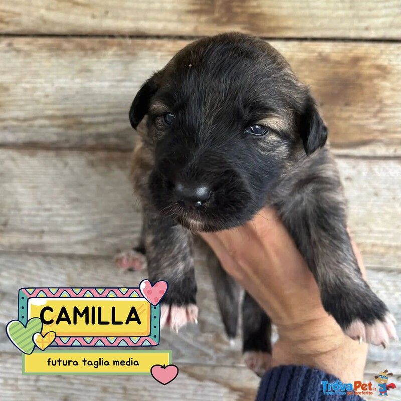 Camilla Dolce Cucciola Futura Taglia Media Cerca casa - in Adozione - Foto n. 1