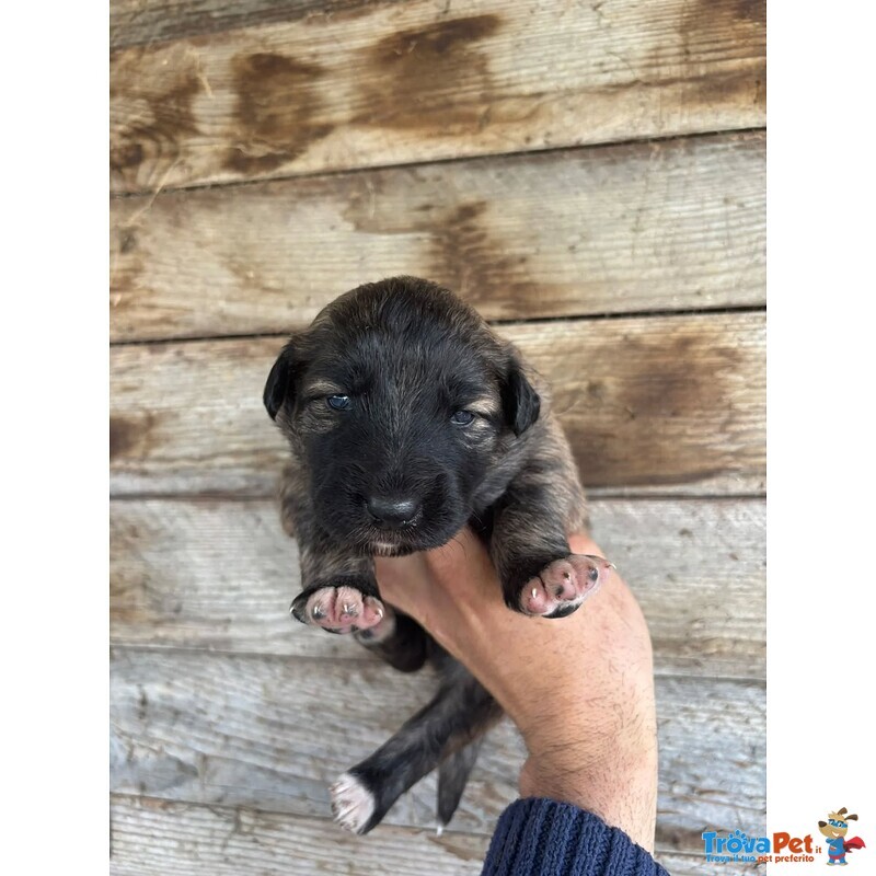 Camilla Dolce Cucciola Futura Taglia Media Cerca casa - in Adozione - Foto n. 2