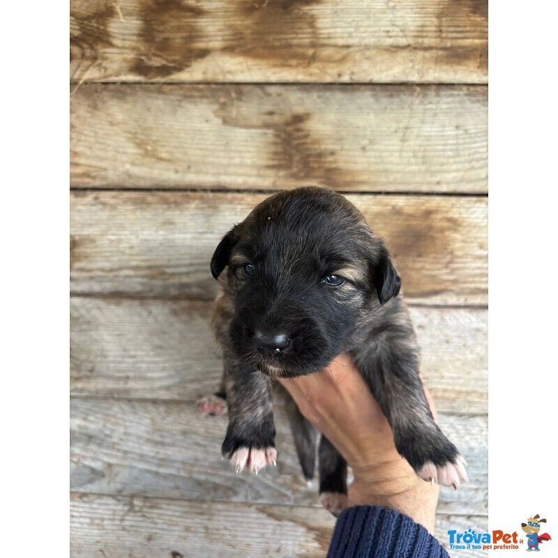 Camilla Dolce Cucciola Futura Taglia Media Cerca casa - in Adozione - Foto n. 3