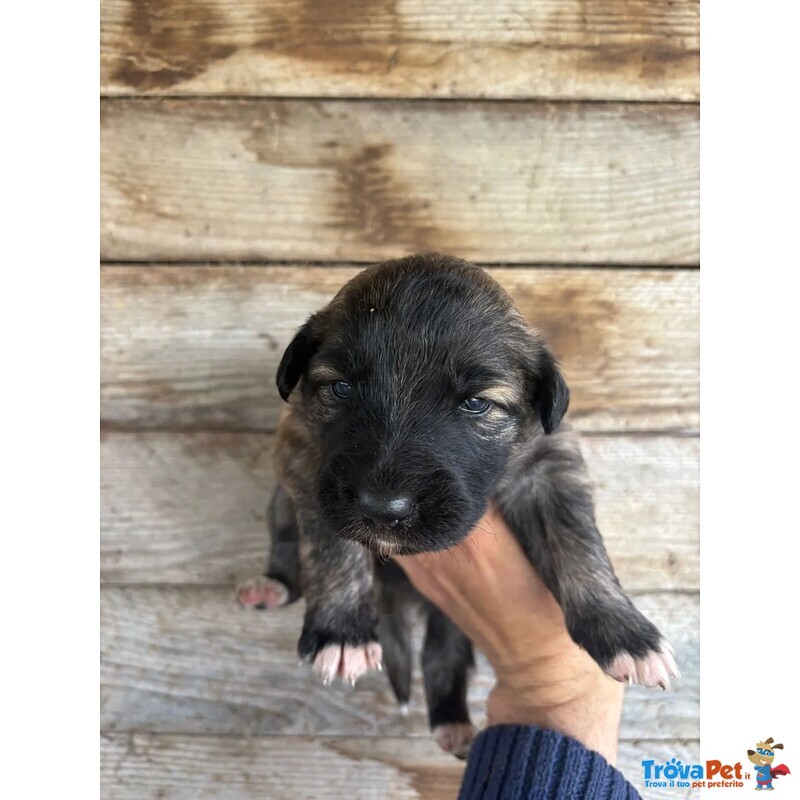 Camilla Dolce Cucciola Futura Taglia Media Cerca casa - in Adozione - Foto n. 4