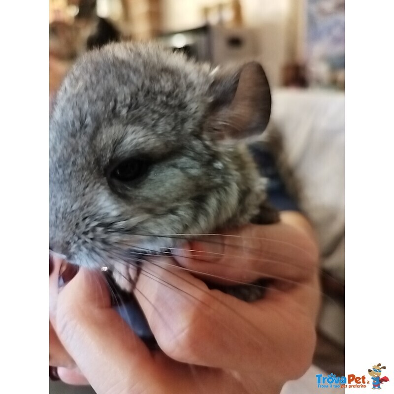 Vendesi Cincillà - Foto n. 1