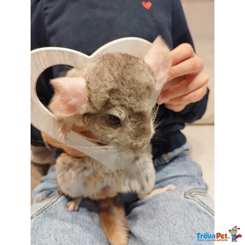 Vendesi Cincillà - Foto n. 2