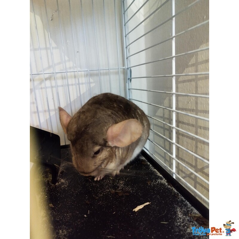 Vendesi Cincillà - Foto n. 4