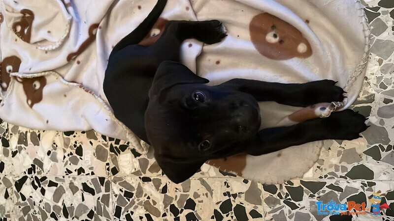 Cagnolina con Mamma Amstaf e papà Labrador - Foto n. 2