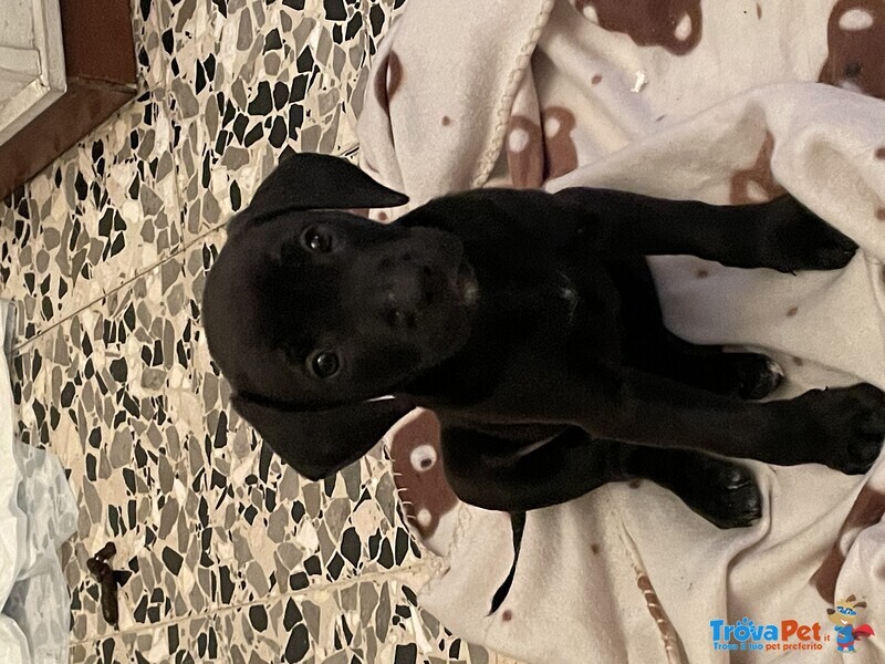 Cagnolina con Mamma Amstaf e papà Labrador - Foto n. 3