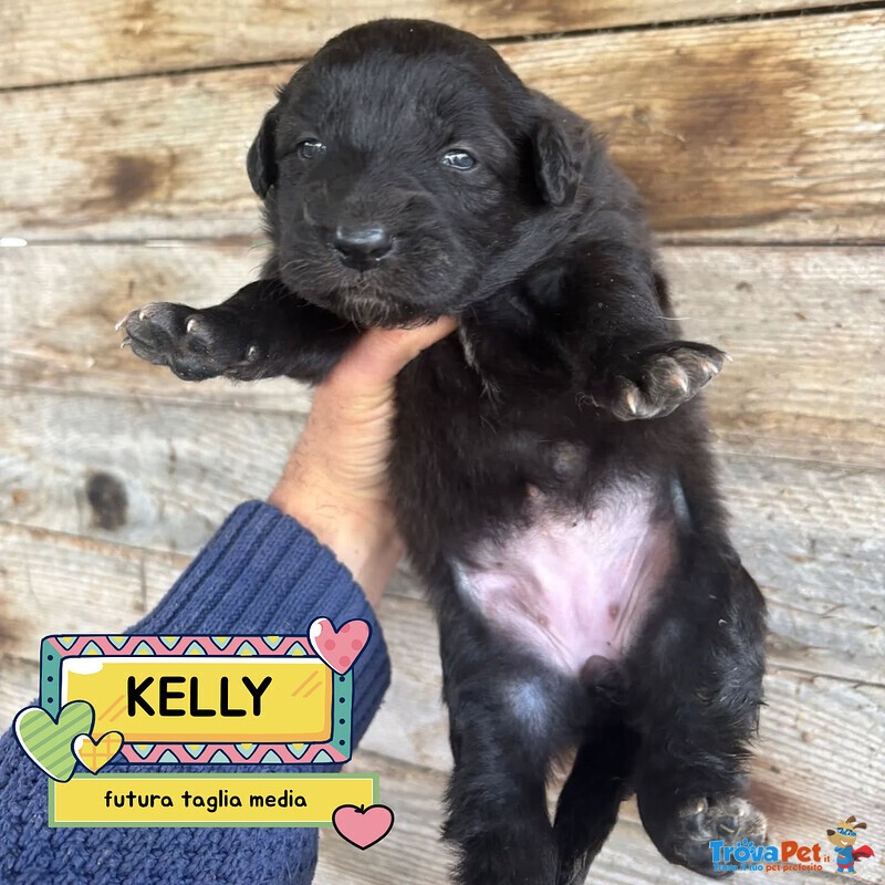 Kelly Dolce Cucciola Futura Taglia Media Cerca casa - in Adozione - Foto n. 1