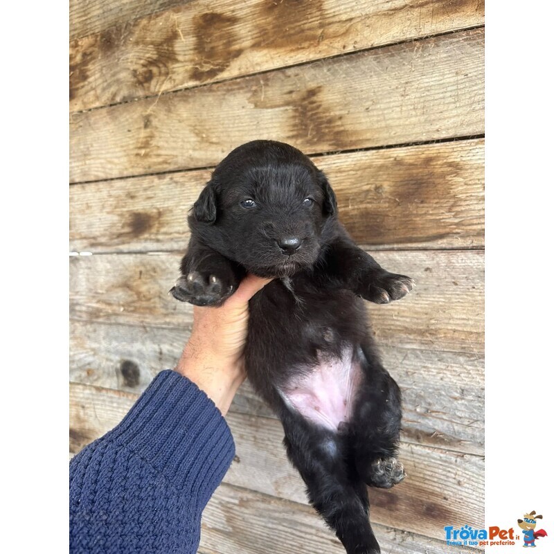 Kelly Dolce Cucciola Futura Taglia Media Cerca casa - in Adozione - Foto n. 2