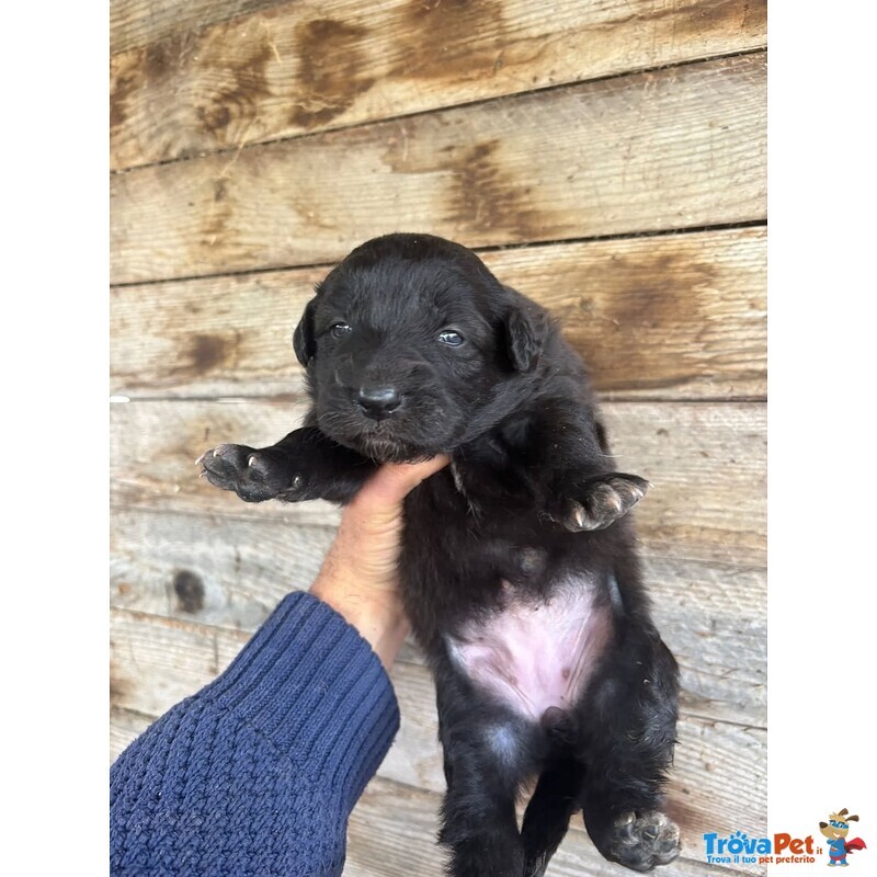 Kelly Dolce Cucciola Futura Taglia Media Cerca casa - in Adozione - Foto n. 3