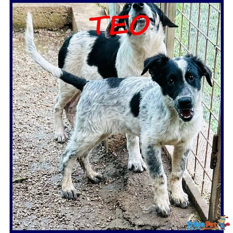 Teo Vagava Affamato per Strada - Foto n. 1