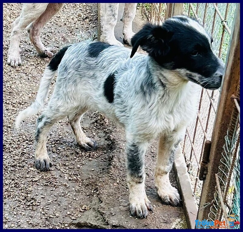 Teo Vagava Affamato per Strada - Foto n. 3