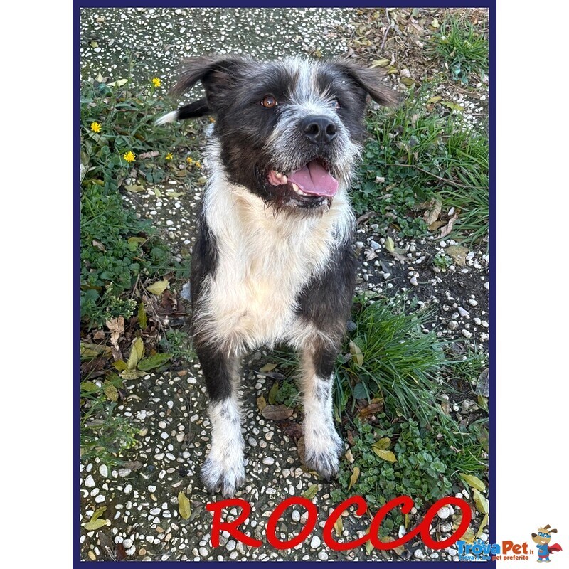 Rocco Bellissimo e Pieno di vita Urgente - Foto n. 1