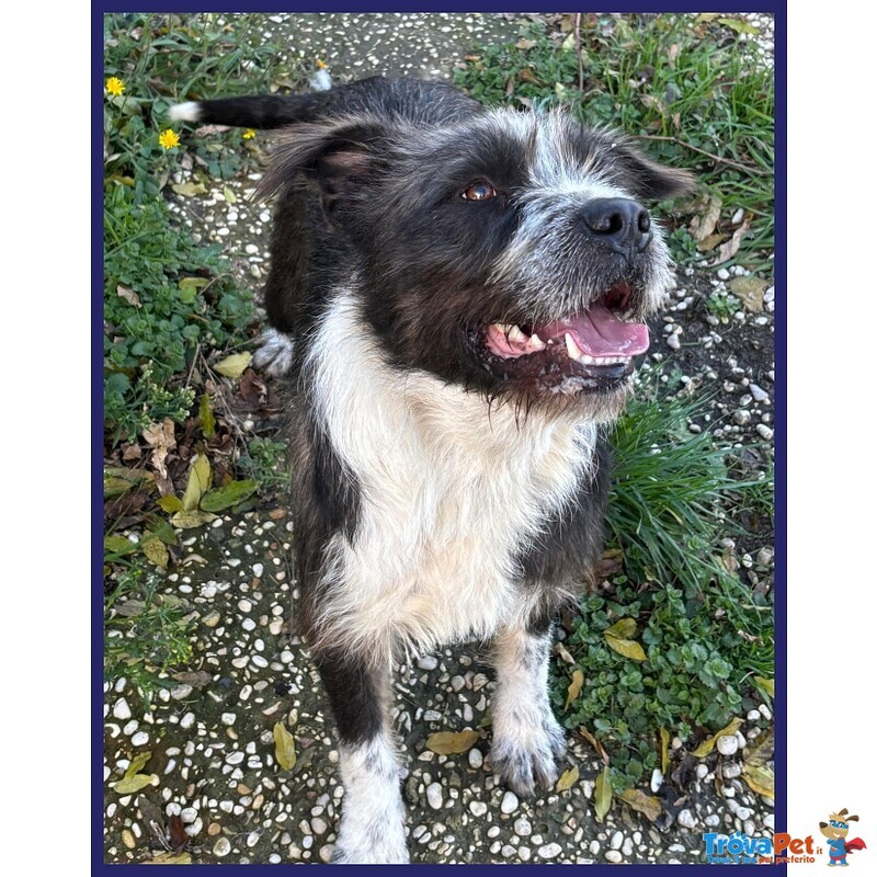 Rocco Bellissimo e Pieno di vita Urgente - Foto n. 2