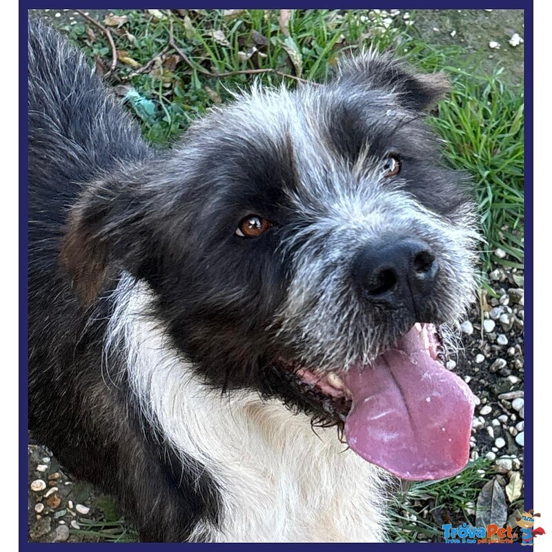 Rocco Bellissimo e Pieno di vita Urgente - Foto n. 3