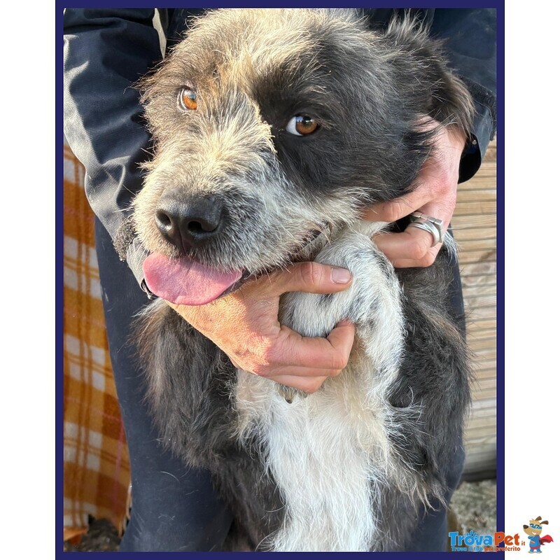 Rocco Bellissimo e Pieno di vita Urgente - Foto n. 4