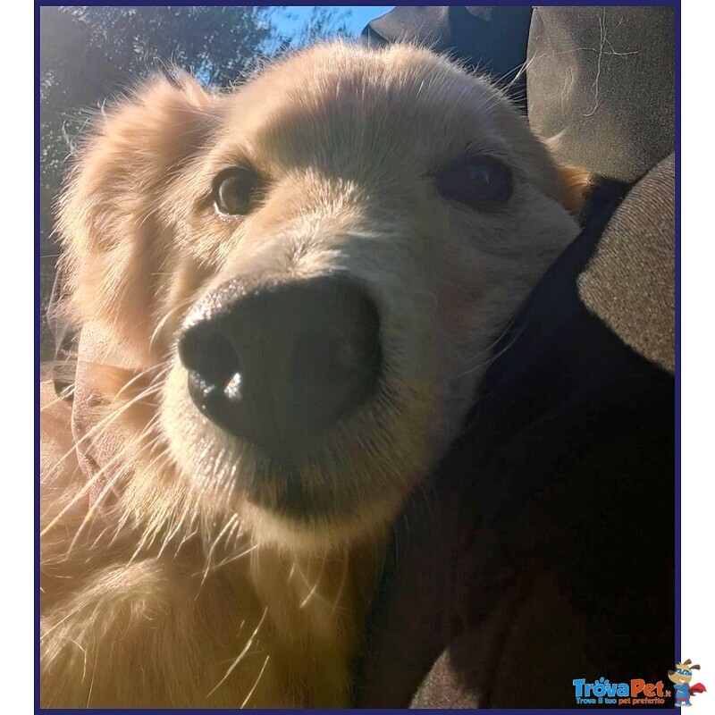 Lucky Cotone un Angelo che Aspetta Ancora - Foto n. 2