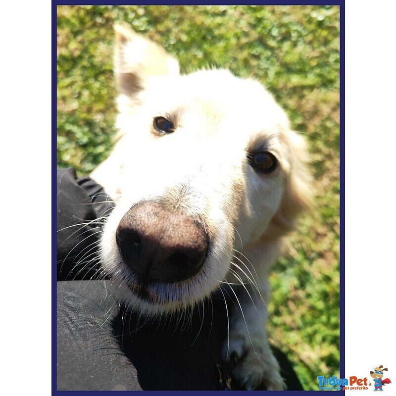 Lucky Cotone un Angelo che Aspetta Ancora - Foto n. 3