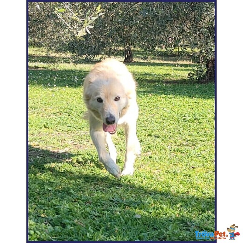 Lucky Cotone un Angelo che Aspetta Ancora - Foto n. 4