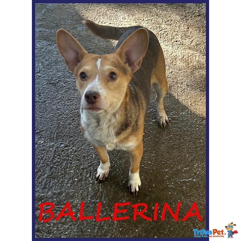 Ballerina Simil Podenco 8 kg Rinchiusa in un Box - Foto n. 1