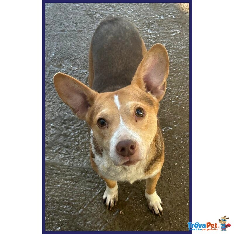 Ballerina Simil Podenco 8 kg Rinchiusa in un Box - Foto n. 2