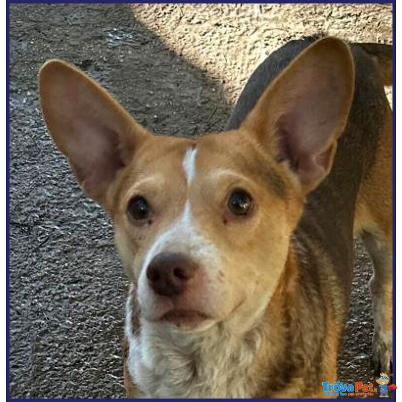 Ballerina Simil Podenco 8 kg Rinchiusa in un Box - Foto n. 3