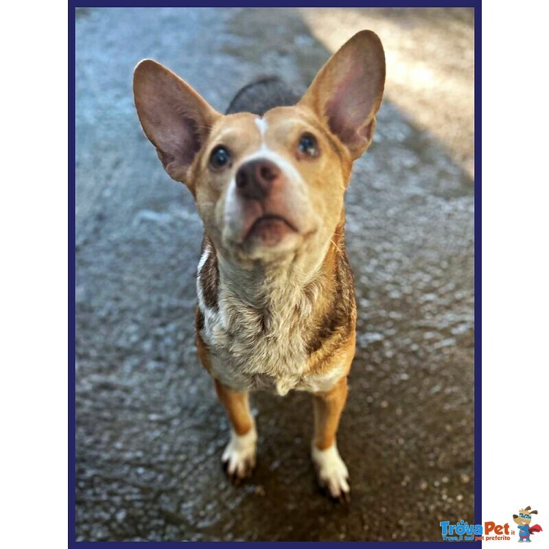 Ballerina Simil Podenco 8 kg Rinchiusa in un Box - Foto n. 4