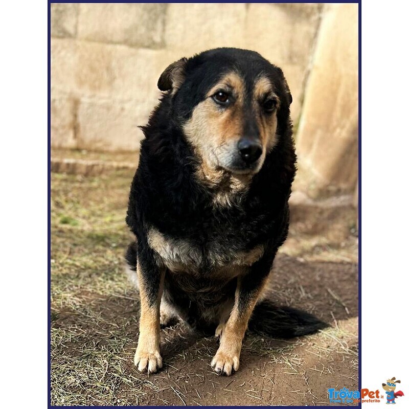 Poncho in Canile da Quando è nato Buonissimo e Dolcissimo - Foto n. 1