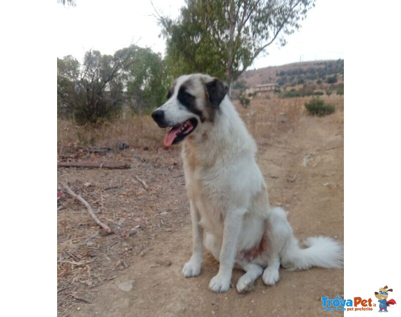 Luca 2anni Quanta Solitudine! 40kg - Foto n. 1