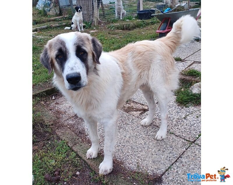 Luca 2anni Quanta Solitudine! 40kg - Foto n. 2