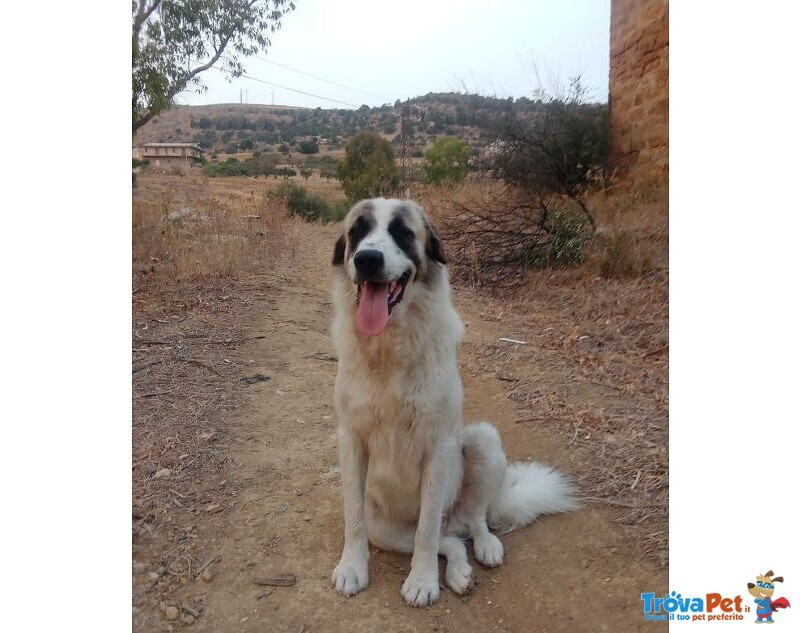 Luca 2anni Quanta Solitudine! 40kg - Foto n. 3