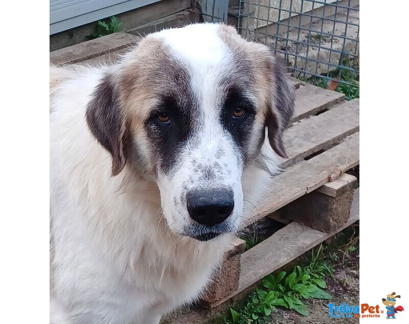 Luca 2anni Quanta Solitudine! 40kg - Foto n. 4