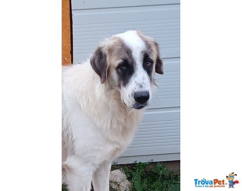 Luca 2anni Quanta Solitudine! 40kg - Foto n. 5