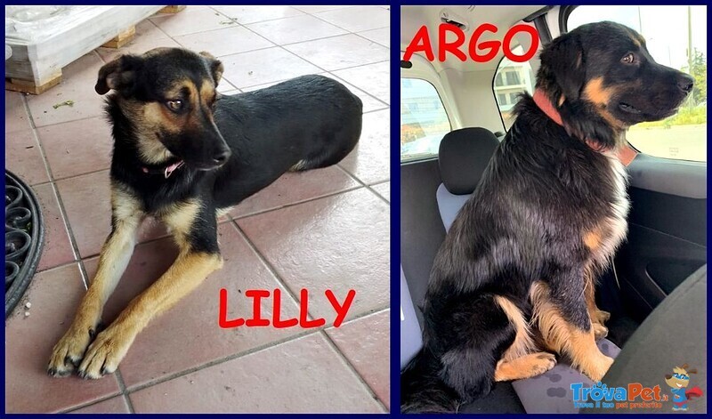 Lilly e argo Bravi un po' Vagabondi - Foto n. 1