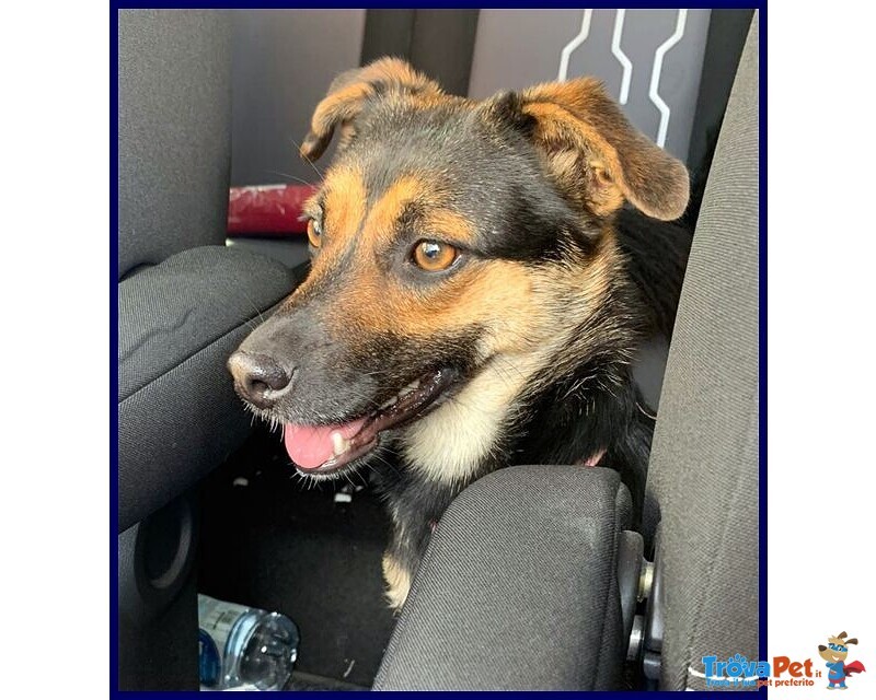 Lilly e argo Bravi un po' Vagabondi - Foto n. 2